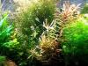 Cognacpflanze,  Aquariumpflanzen (Versand/  Abholung)