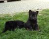 Deutsche Schäferhund Welpen (DDR-Blut)