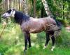 Wunderschöner,  charismatischer Lusitano Deckhengst