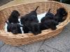 labrador welpen ohne papire zu verkaufen 300 eur