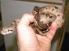 terrarium+boa c.i.