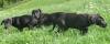 2 schwarze Deutsche Doggenwelpen