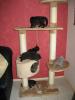 3 schwarze Mini Panther (Mutter BKH)