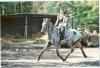 Appaloosa sute zu verkaufen