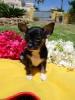 chihuahua huendin mit exelentem pedegree