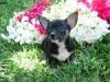 chihuahua maedchen bildschoen mit exelentem pedegree