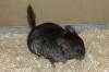 Chinchilla Babys abzugeben