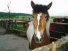 Verkaufe Pinto-Isländer-Mix Stute (7 Jahre)