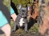 Französische Bulldogge Rüde Red /  Fawn!
