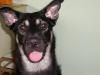 Husky-Bordercolli-Schäferhund Mix sucht neus zu hause