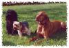 Hunde & Katzen-Hotel Petra Behrens