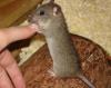 5 Ratten,  zwei Wilde (Handaufzuchten) und drei Farbis