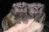 Mann und Weiblich Marmoset Spielt Für Gute Heime Herum.