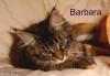 Maine Coon Kitten sind abgabebereit !!!