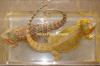 Farbbartagamen NZ 2007 Pogona Vitticeps abzugeben.