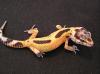 Leopardgeckonachzuchten von 2007