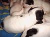 franz-Bulldoggen