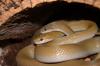 Afrikanische Hausschlange (Boaedon fulginosus )