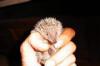 Igel Igeltanrek Kleinigel