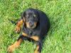1A Dobermannwelpe Hündin  zu verkaufen