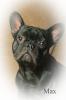 FRANZ.BULLDOGGE DECKRÜDE