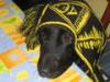 Hund abzugeben