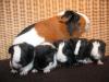 Meerschweinchen zu verkaufen