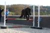 Pony zu verkaufen
