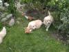Wunderschöne Golder Retriever Welpen