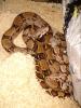 zwei boas