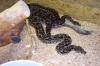 acrantophis dumerili