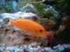 kleine orange und blaue Barsche