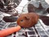 Verkaufe Meerschweinchen aus Hobbyzucht
