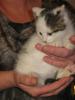 Katerchen sucht Lebensplatz !