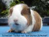 Schweizer Teddy