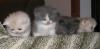 exotic shorthair /  perser