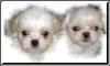 shih -  tzu - welpen
