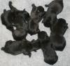 frenchbullys
