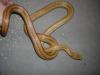 Kettennatter,  Radiata,  Kükennattern