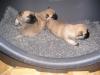 Cairn Terrier Welpen
