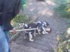 aktive,  verspielte glatthaar-foxterrierwelpen