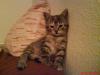 katzenbaby zu verkaufen