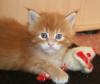 typvolles Maine Coon Katerchen sucht ab Ende Dezember