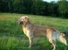 Golden Retriever Rüde 2 J.sucht neues Zuhause