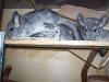 Süße Chinchilla-Jungtiere abzugeben