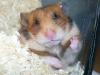 Goldhamster sucht ein zuhause