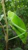 gebe ab Stilpnochlora couloniana