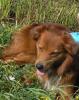 mischling sucht dringend neues zuhause