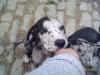 Deutsche Doggen Welpen