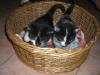 Katzenbabys (8 Wochen,  stubenrein,  ganz zahm)